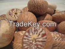 Dried Whole Betel Nut, Thailand Origin