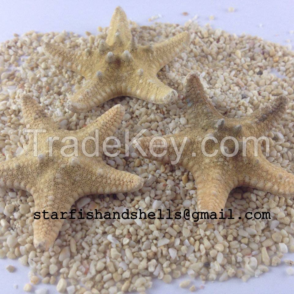 Philippine Starfish Bleached