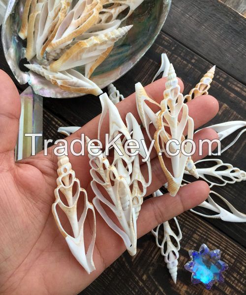 Cut Sea shell slices