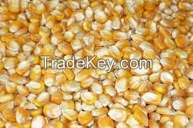 White and Yellow Corn/Maize GRADE 1 