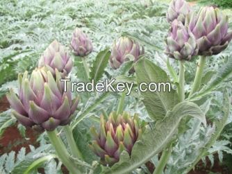 Artichoke