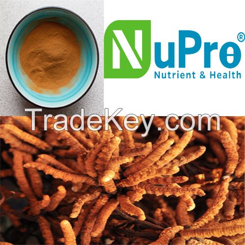 Hight Quality Organic Cordyceps Sinensis