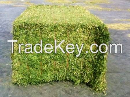 High Quality Alfalfa Hay for Animal Feed