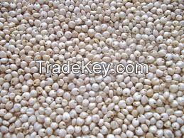 sorghum (jawar) - Food Grains