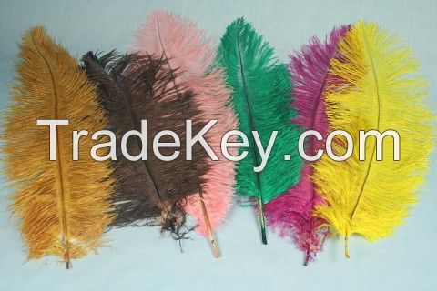 ostrich feather