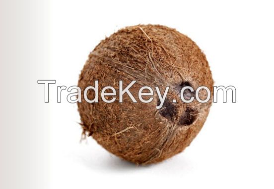 Mature Coconut fruit