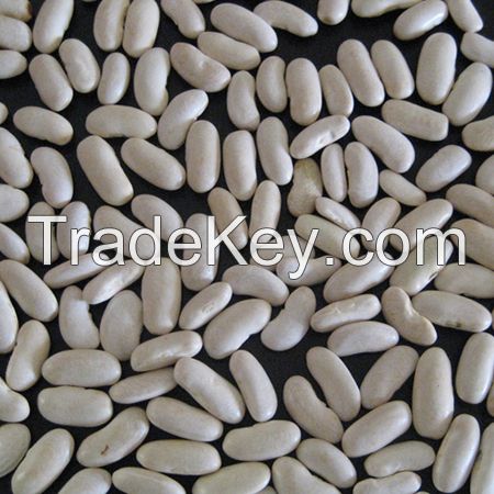 White Kidney Bean 180-200