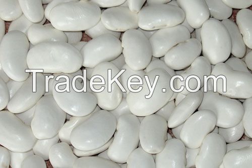 Large white kidney bean