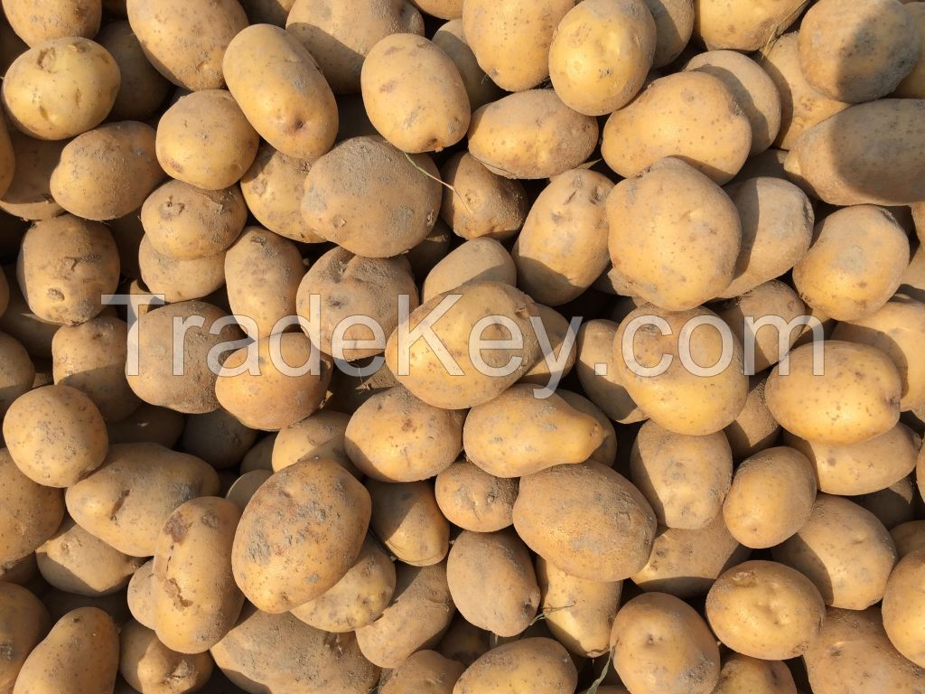 POTATO