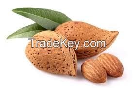 almond seeds