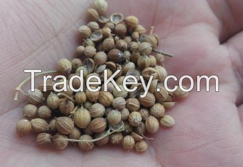 Coriander