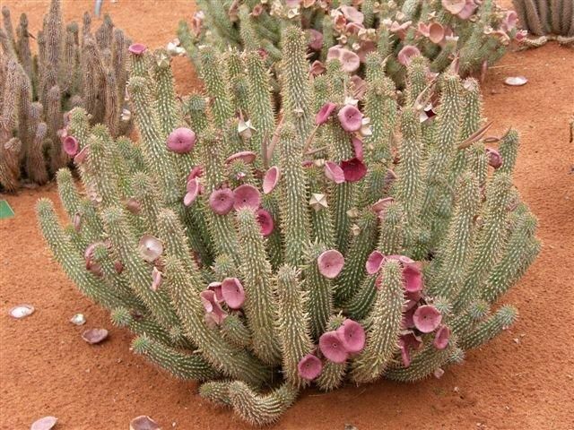 Hoodia Gordonii Powder