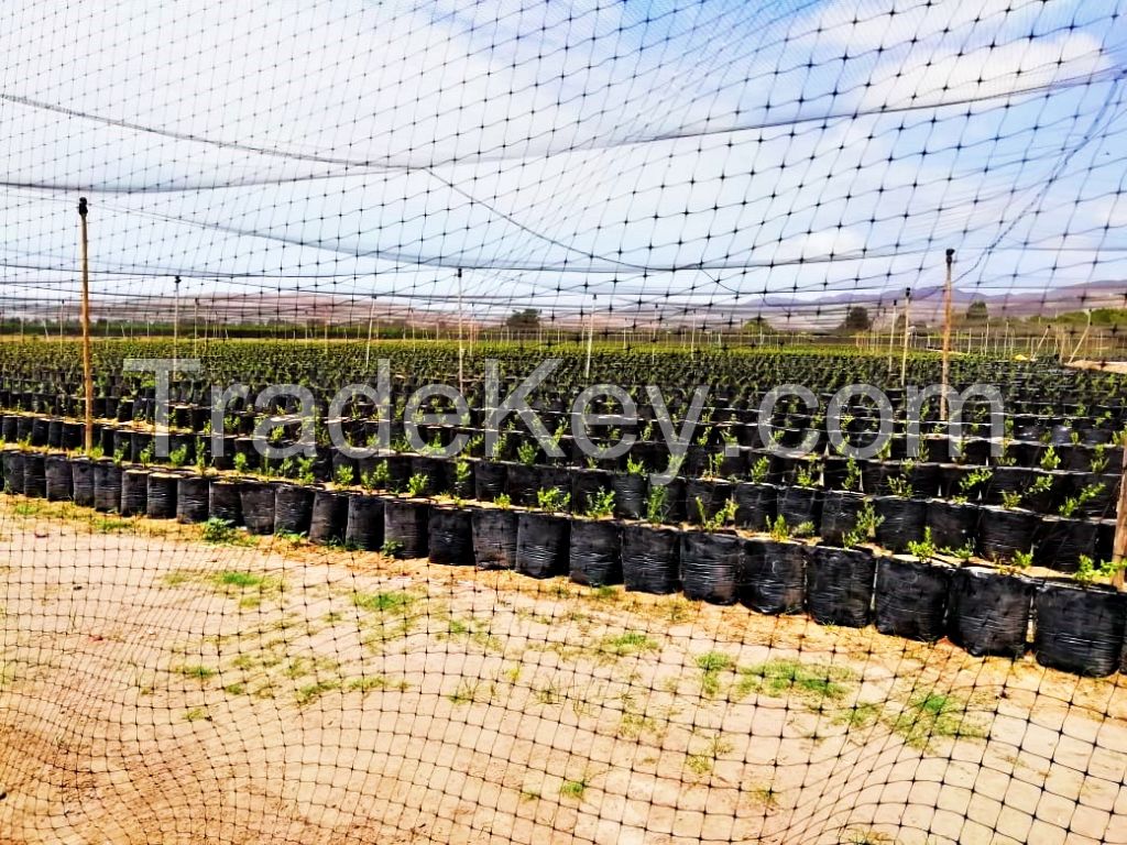 Fresh Blueberries from Peru