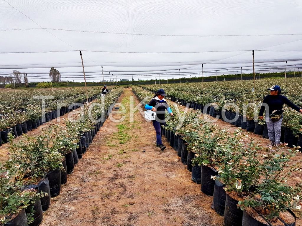 Fresh Blueberries from Peru