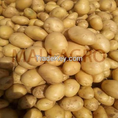 Indian Fresh Potatoes