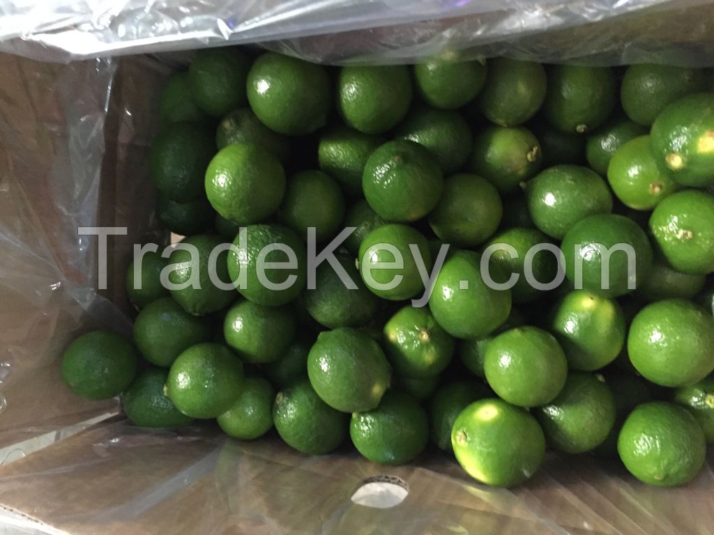 Fresh Seedless Lime