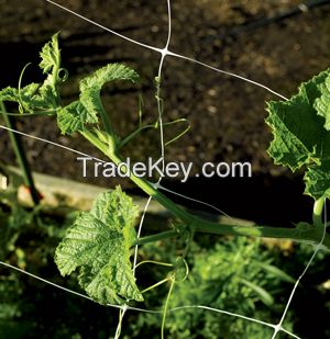 Plant support net /cucumber netting