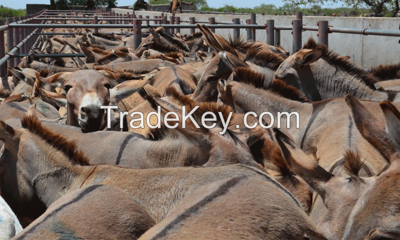 Dry Salted Donkey Hides For Sale