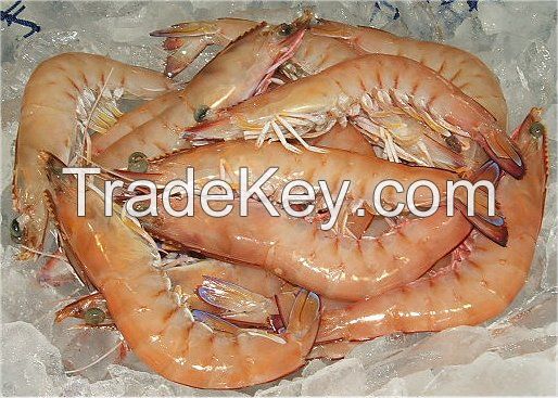 Brown Prawn (Metapenaeus monoceros)