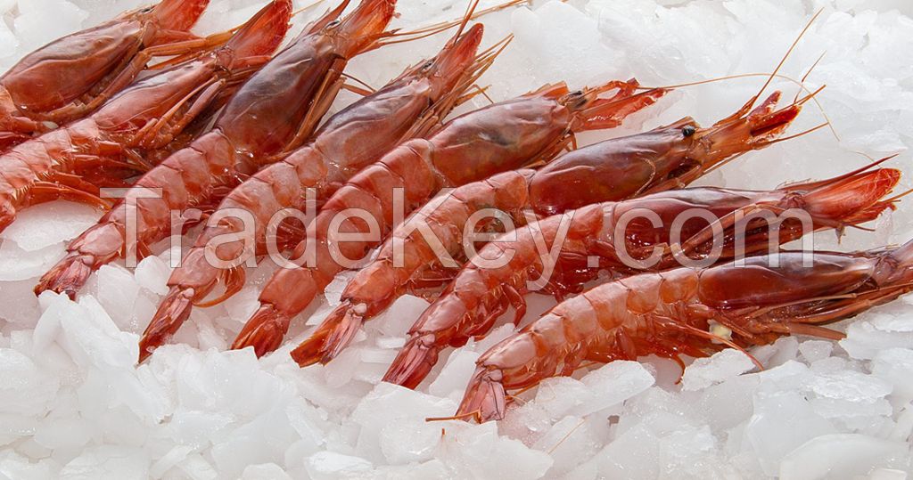 Pink Shrimp (Metapnaeus dobsoni)