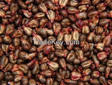 Grape Seeds - Vitis Vinifera