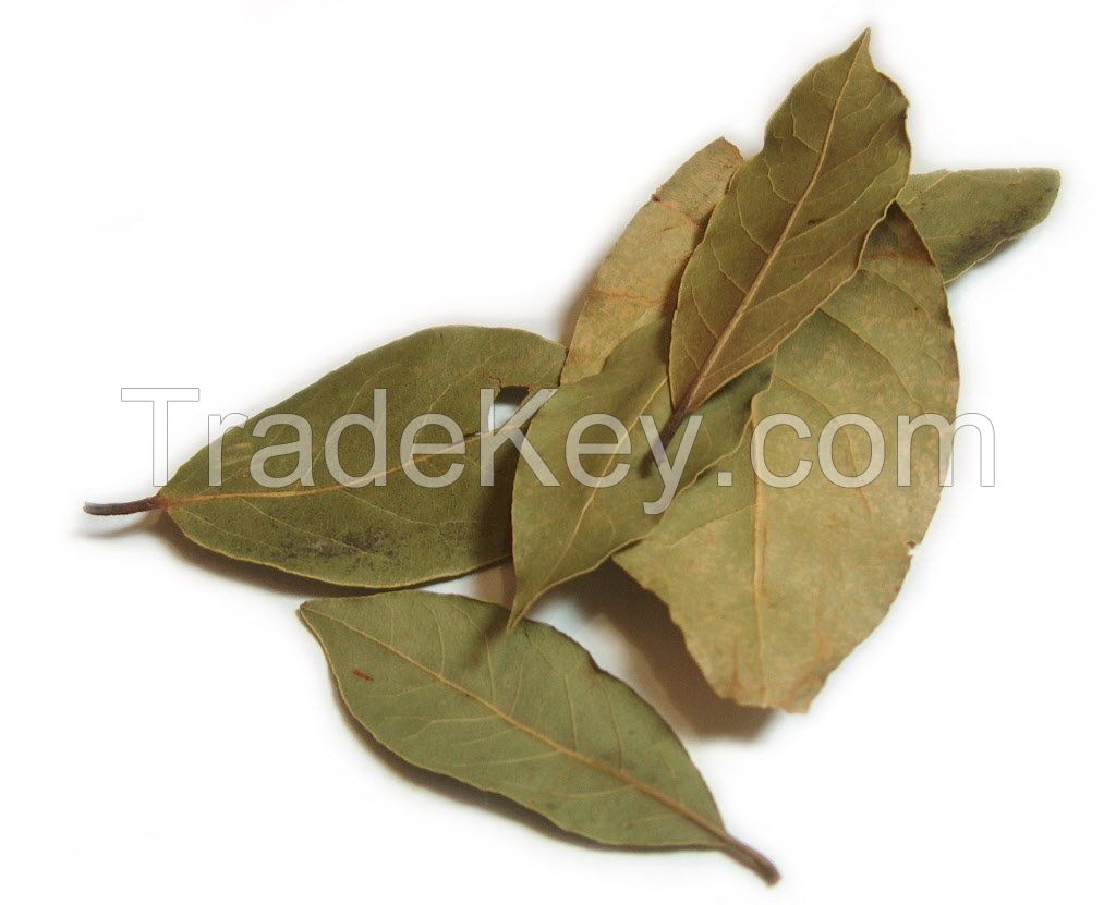 Laurel (Bay) Leaf - Laurus Nobilis