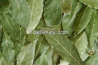 Laurel (Bay) Leaf - Laurus Nobilis