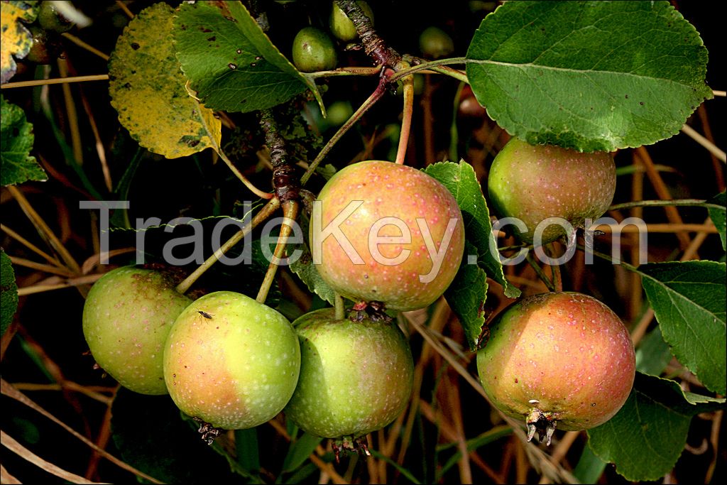 Fruits From Wild Collection