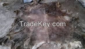 Donkey Hides, Donkey Skin, Donkey Leather