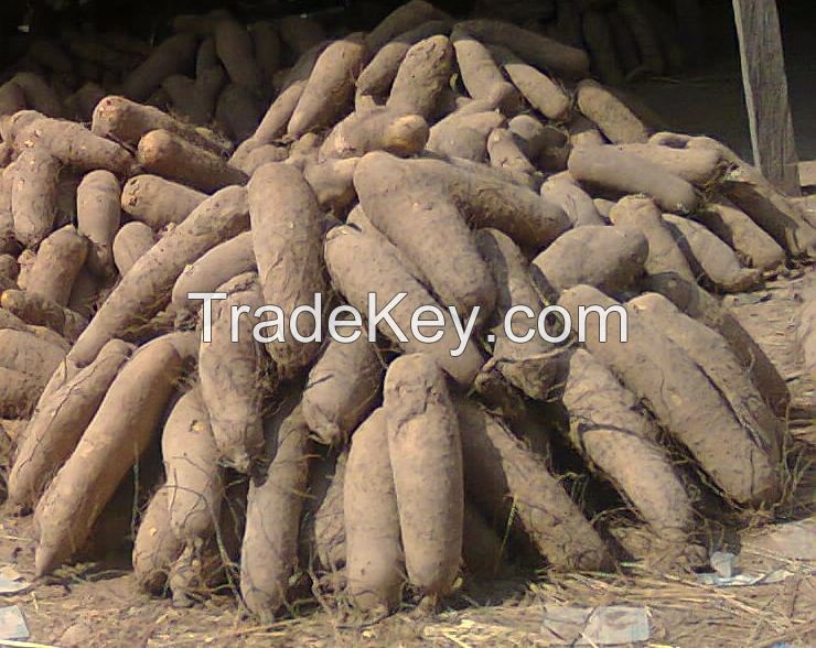 Premium Quality African Yam Tubers