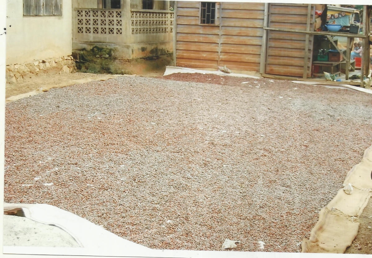 Dried Fermented cocoa beans