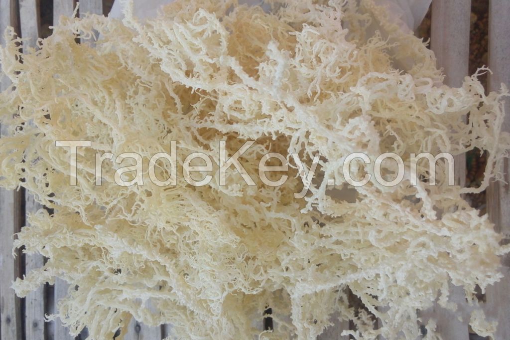 Dried Seaweed (Eucheuma cottonii)