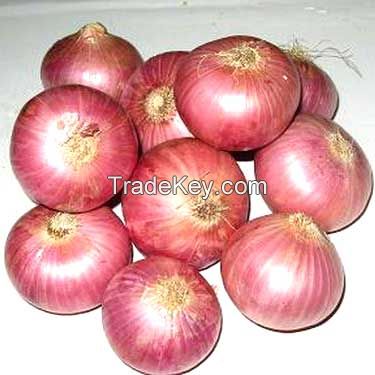 Fresh Red Onions | Spring Onions | Golden Onions