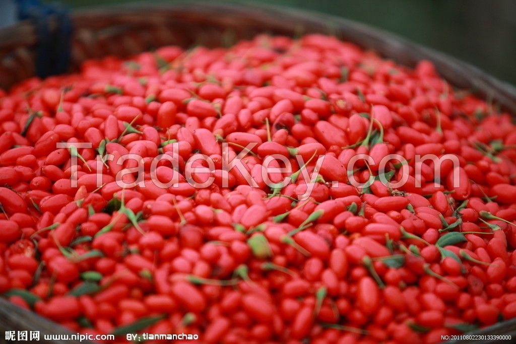 2016 New Crop Goji Berry From Ningxia