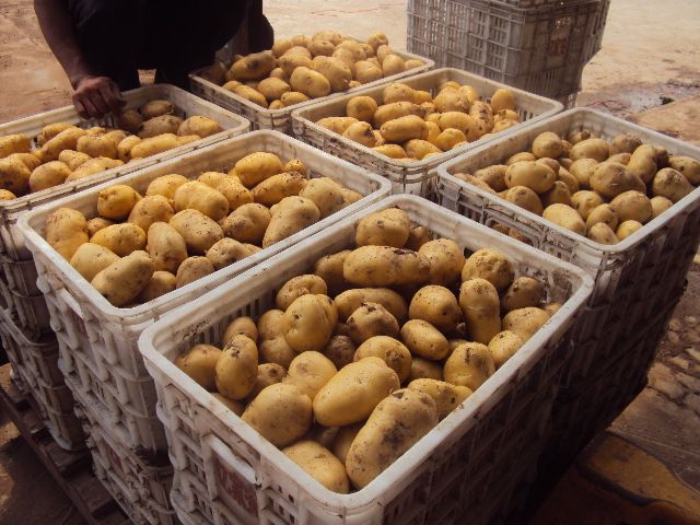 2016 new fresh holland potatoes at cheap price