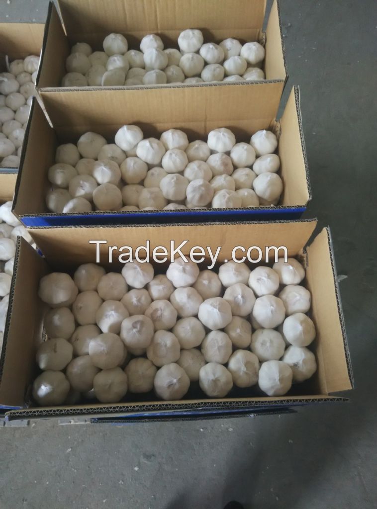 2016 new fresh white garlic at cheap price