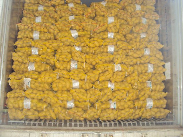 2016 new fresh holland potatoes at cheap price