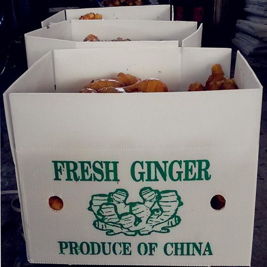 2016 new fresh ginger at cheap price