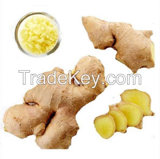 2016 new air dried  ginger at cheap price