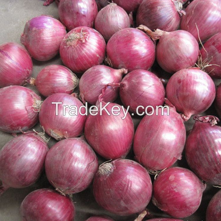 2016 new fresh  red onion at cheap price