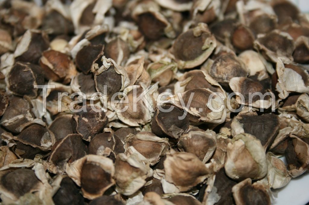 Moringa Seed