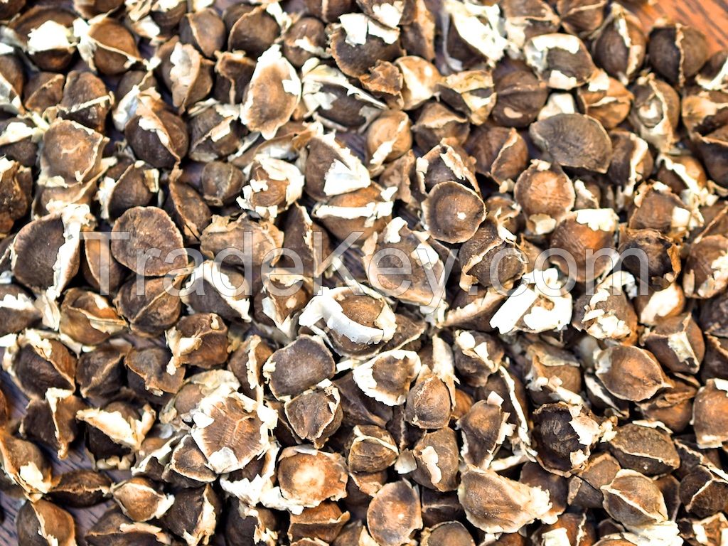 Moringa Seed