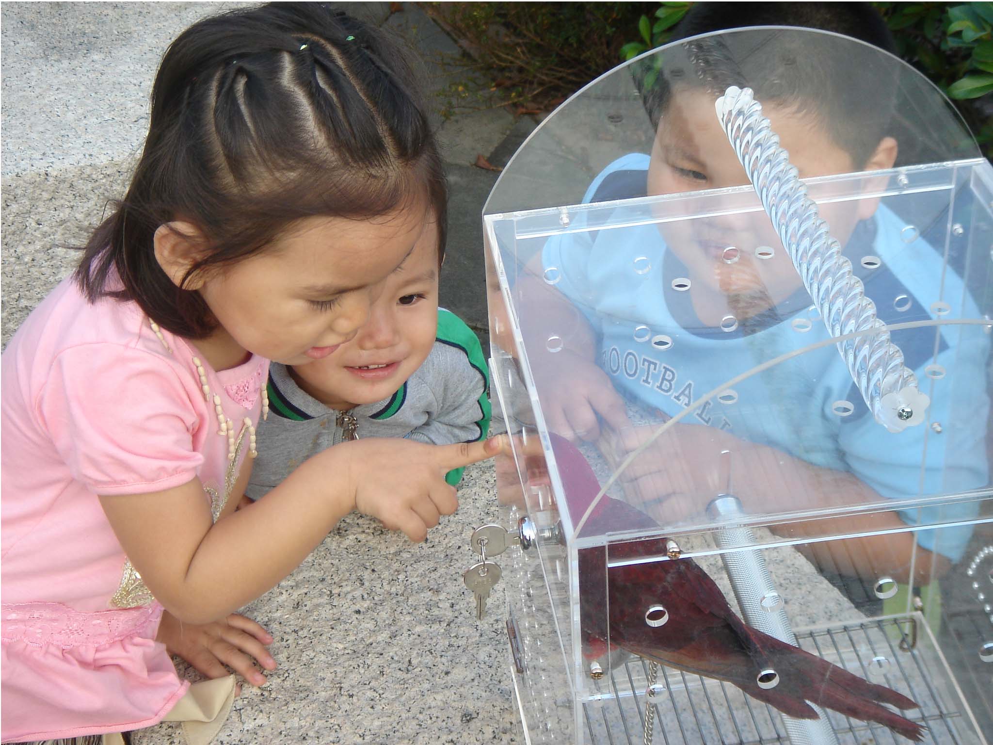 DIY- Multi-function Acrylic Bird Cages