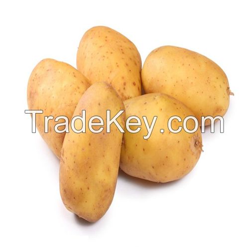 High Quality Tot Sell Potato