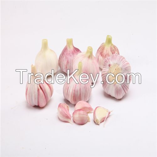 Hot sell Garlic clove