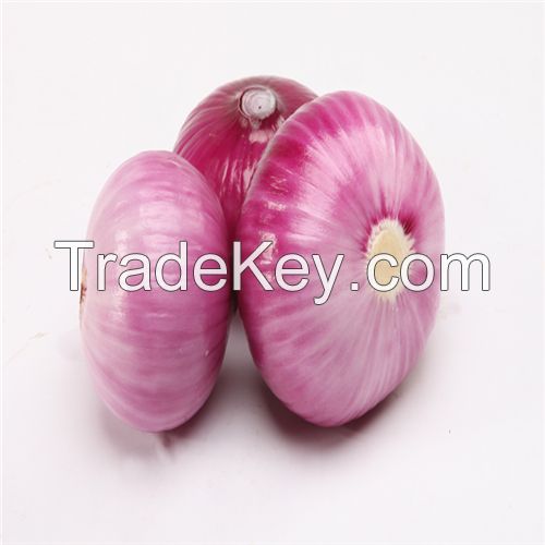 Hot Sell Fresh Onion