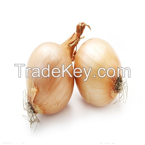 Hot Sell Fresh Onion