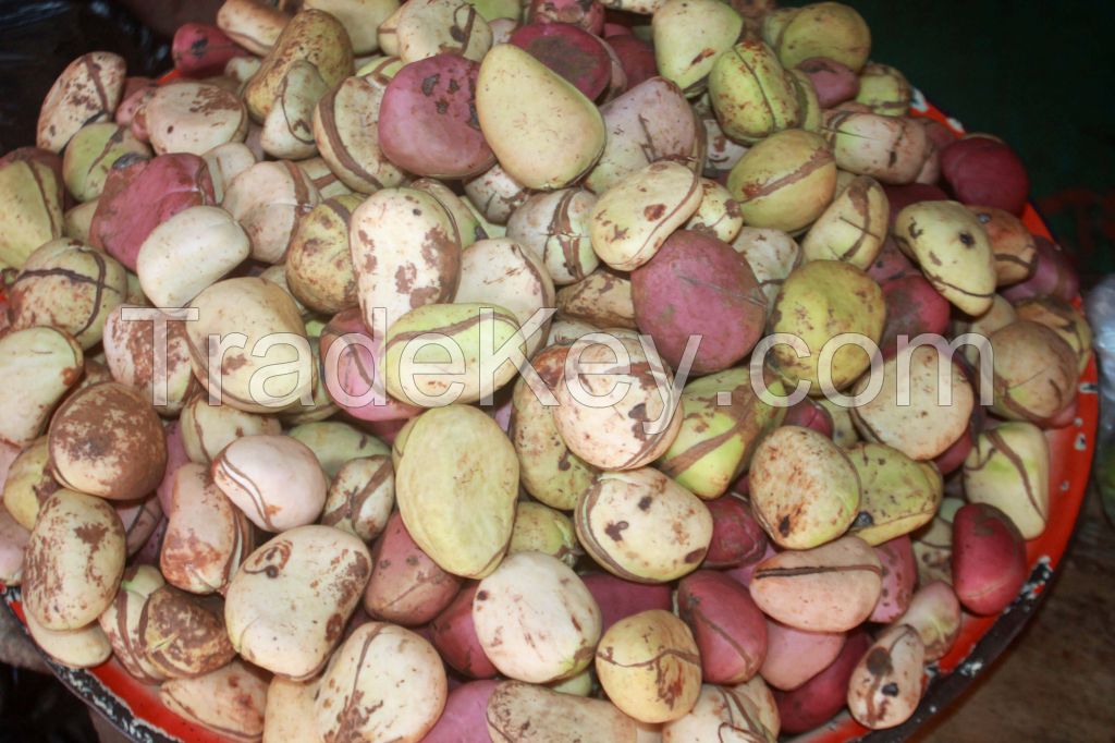 Non Toxicating Tropical Rainforest Kola Nuts