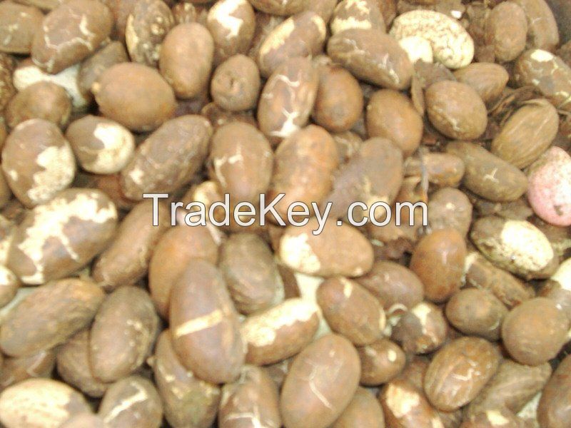 Organic Garcinia Kola from Cameroon