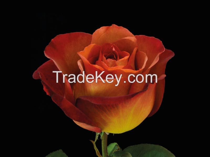 Ecuadorian Fresh Cut Roses